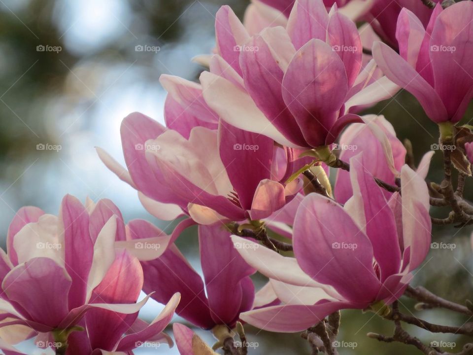 Japanese Magnolia 