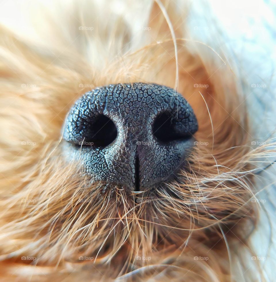 Dog's nose closeup