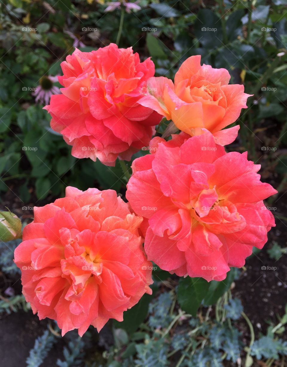 High angle view of pink flowers