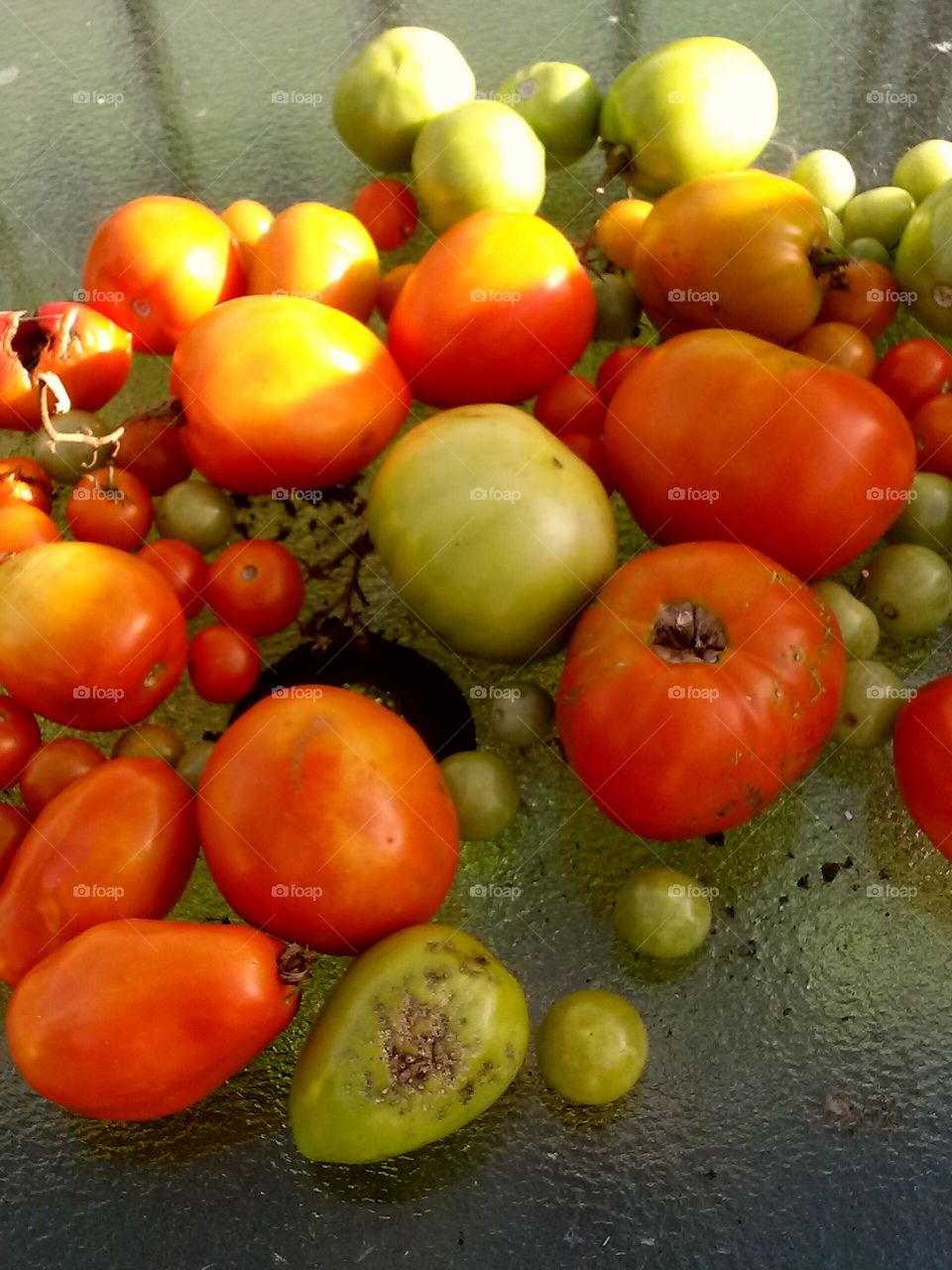 Bunch of Homegrown Tomatos