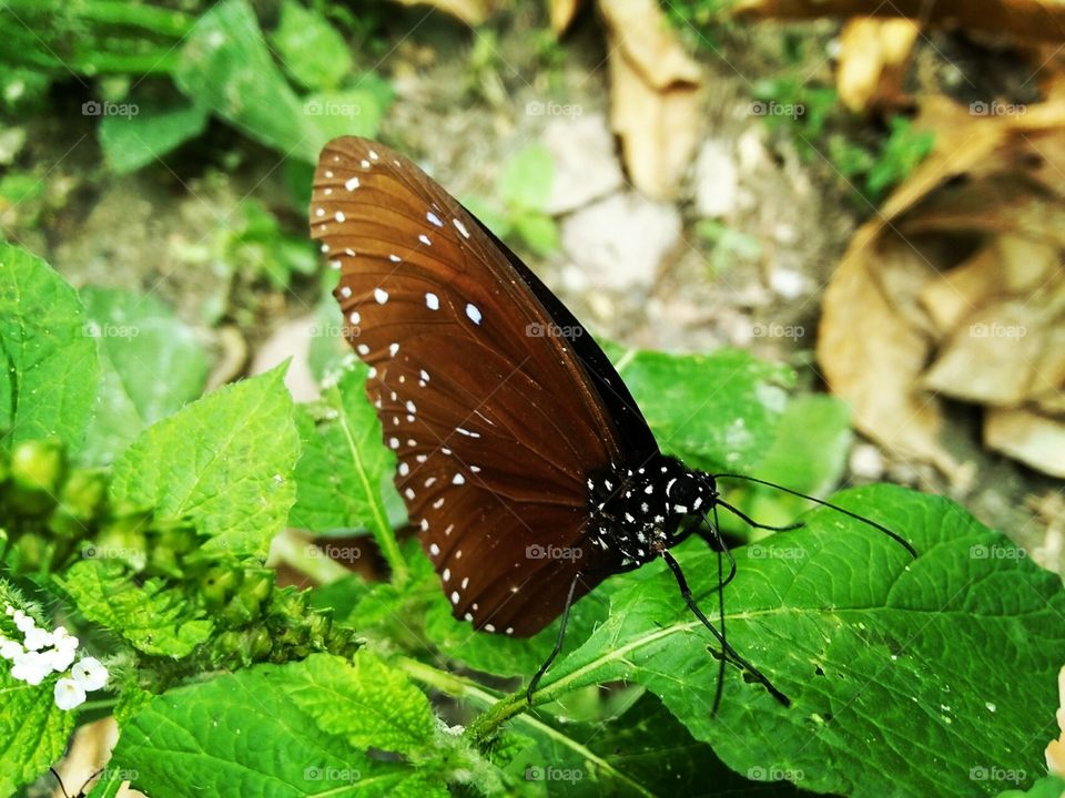 Brown color a butterfly