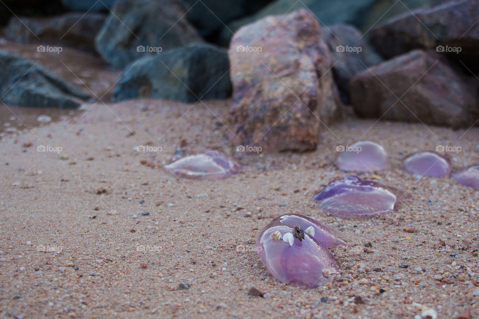 Seashells with dead jellyfish