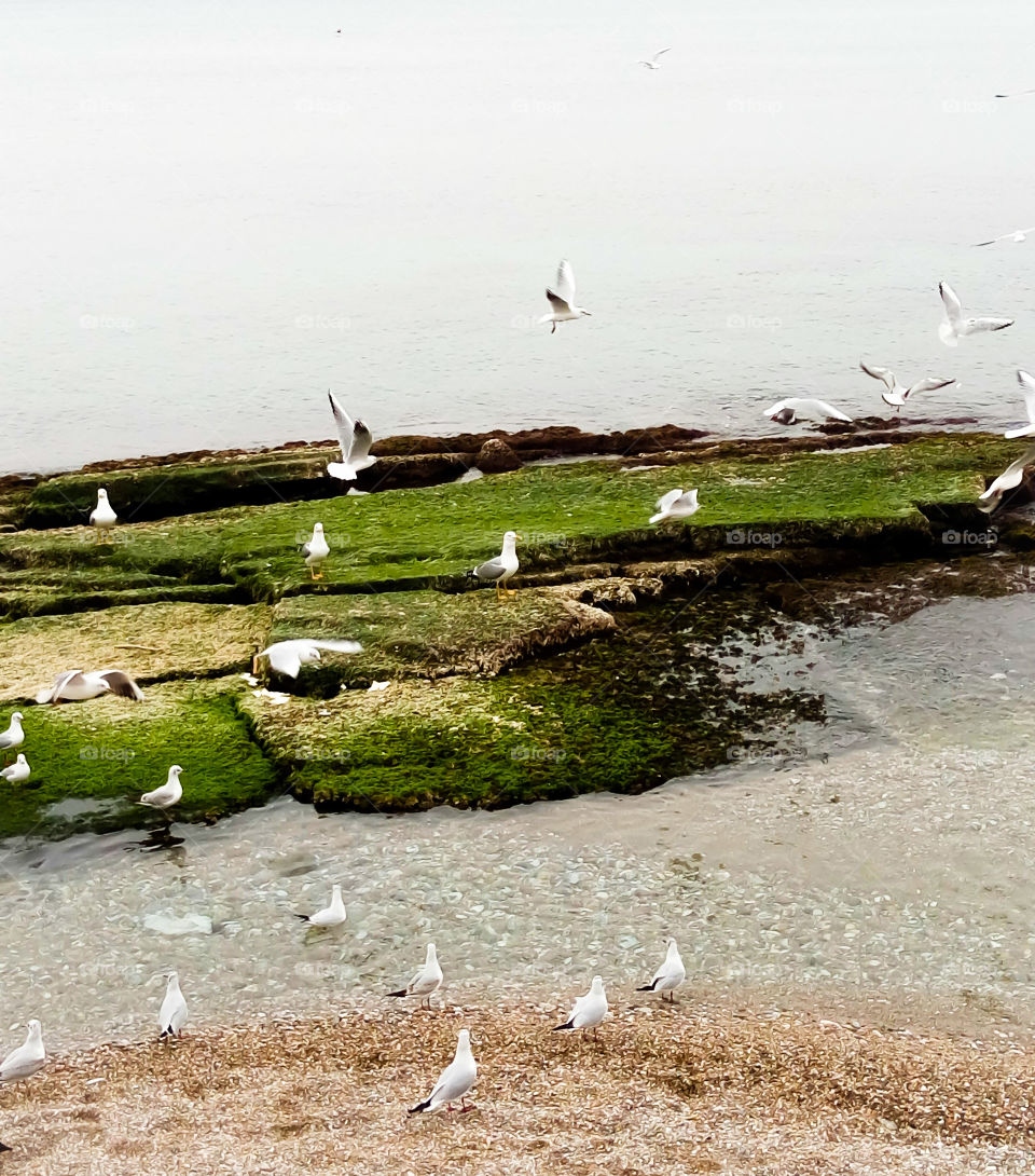Beach and seagull aegean island by elvio art