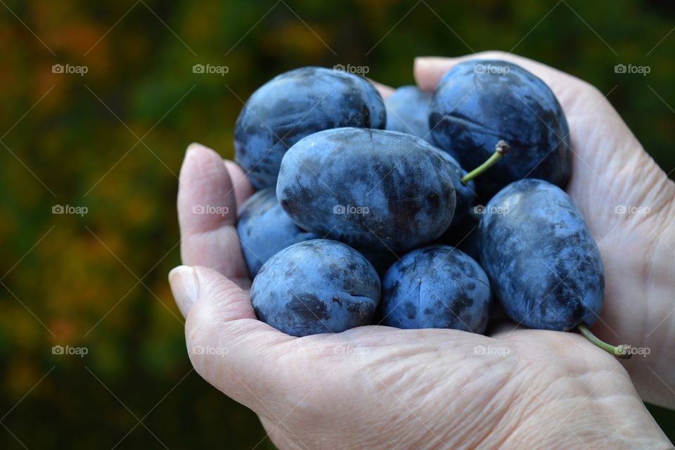 plums in the hands harvest autumn