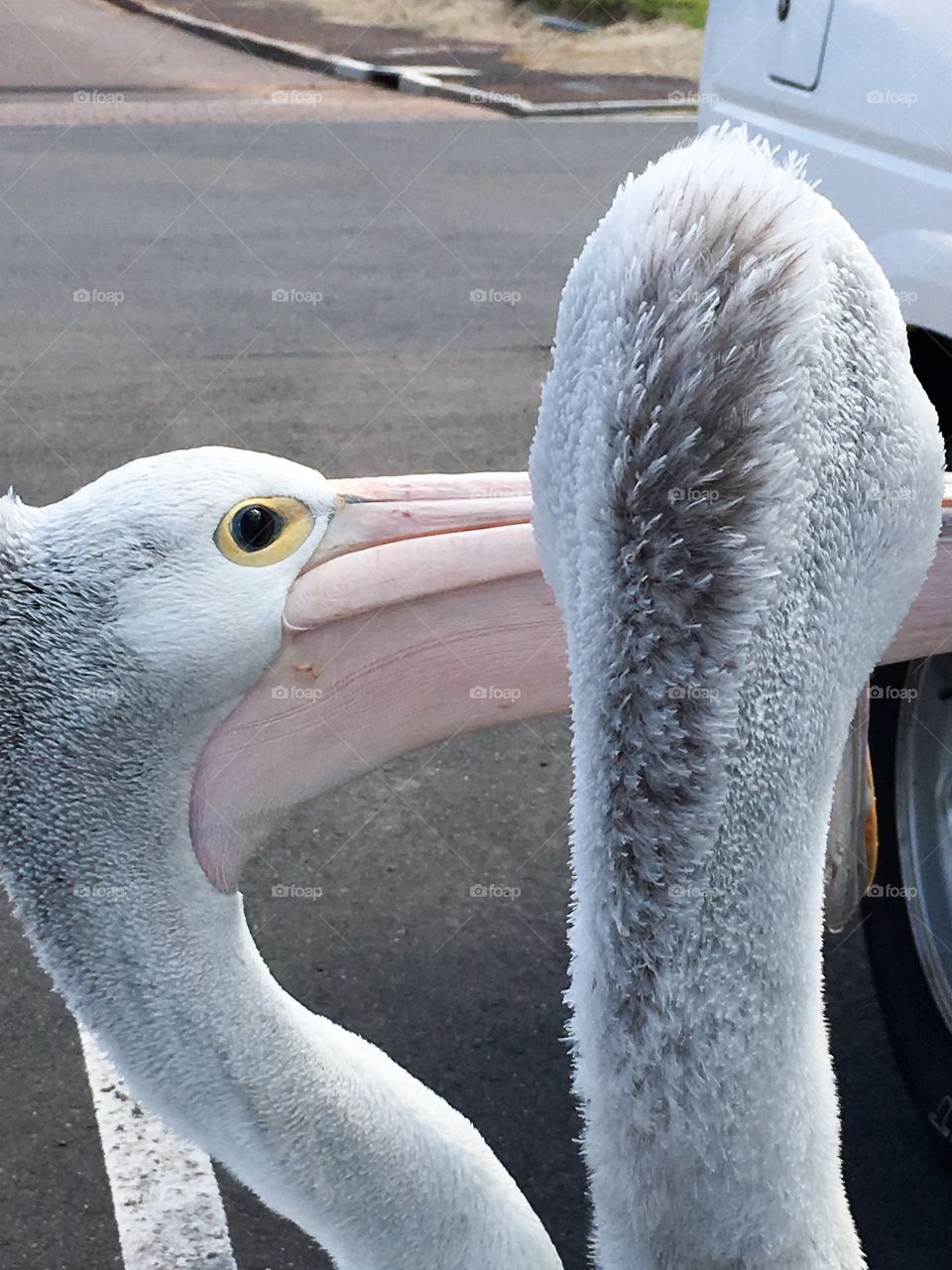 Waiting for the dole. Two hungry Pelicans begging for food in car park parking lot head shots 