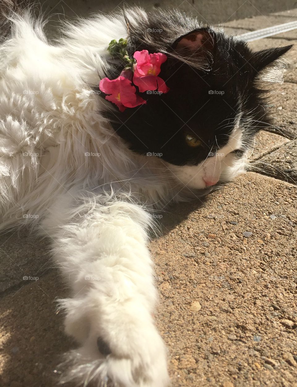 Flower cat