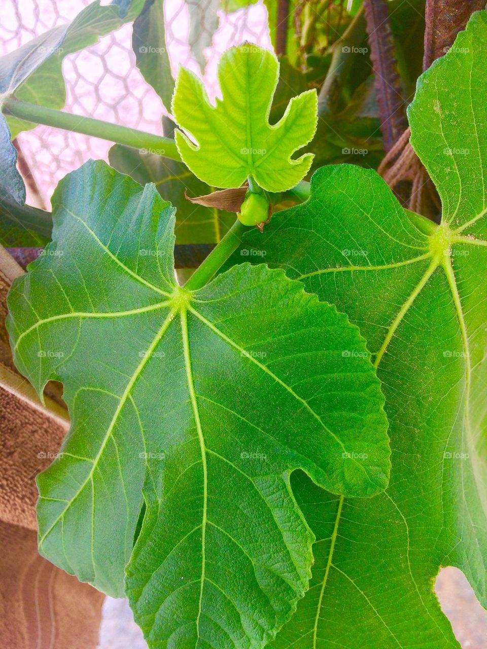 Leaf of fig tree
