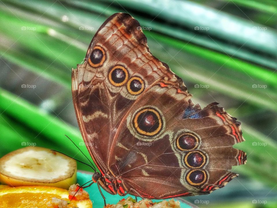 Giant Rainforest Butterfly. Giant Blue Morpho Butterfly In The Rainforest
