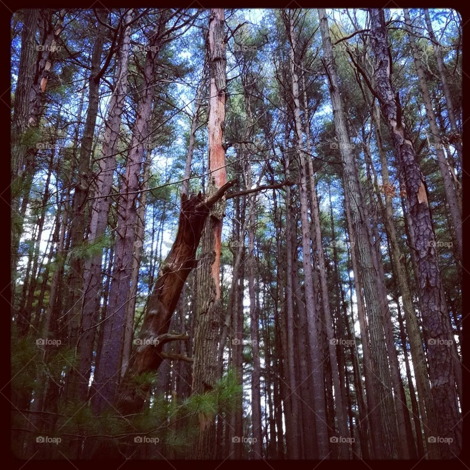 Woods