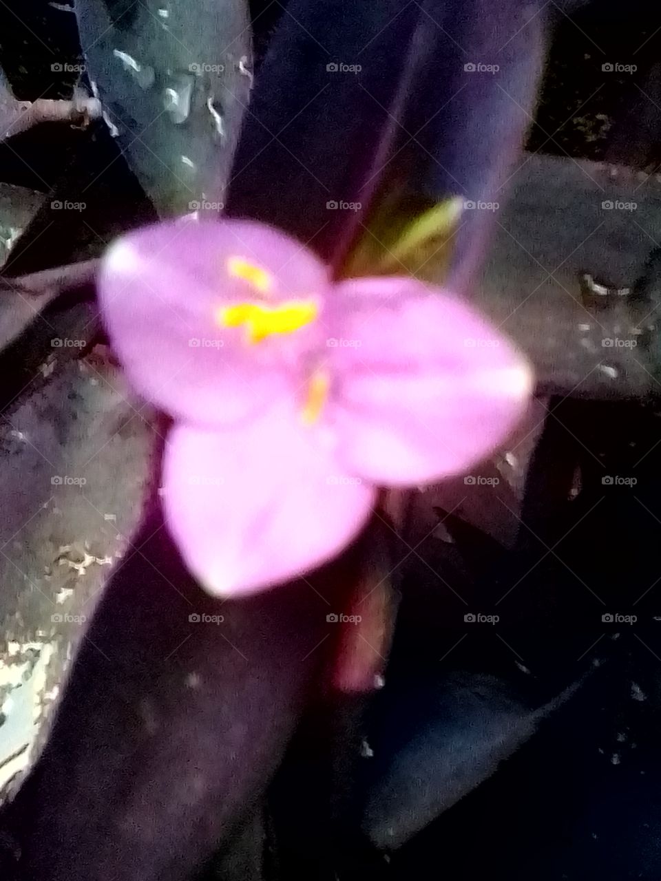Blur Violet Flower of Portrait of Plants
