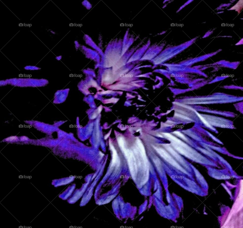 elegance in bloom. lighting effects