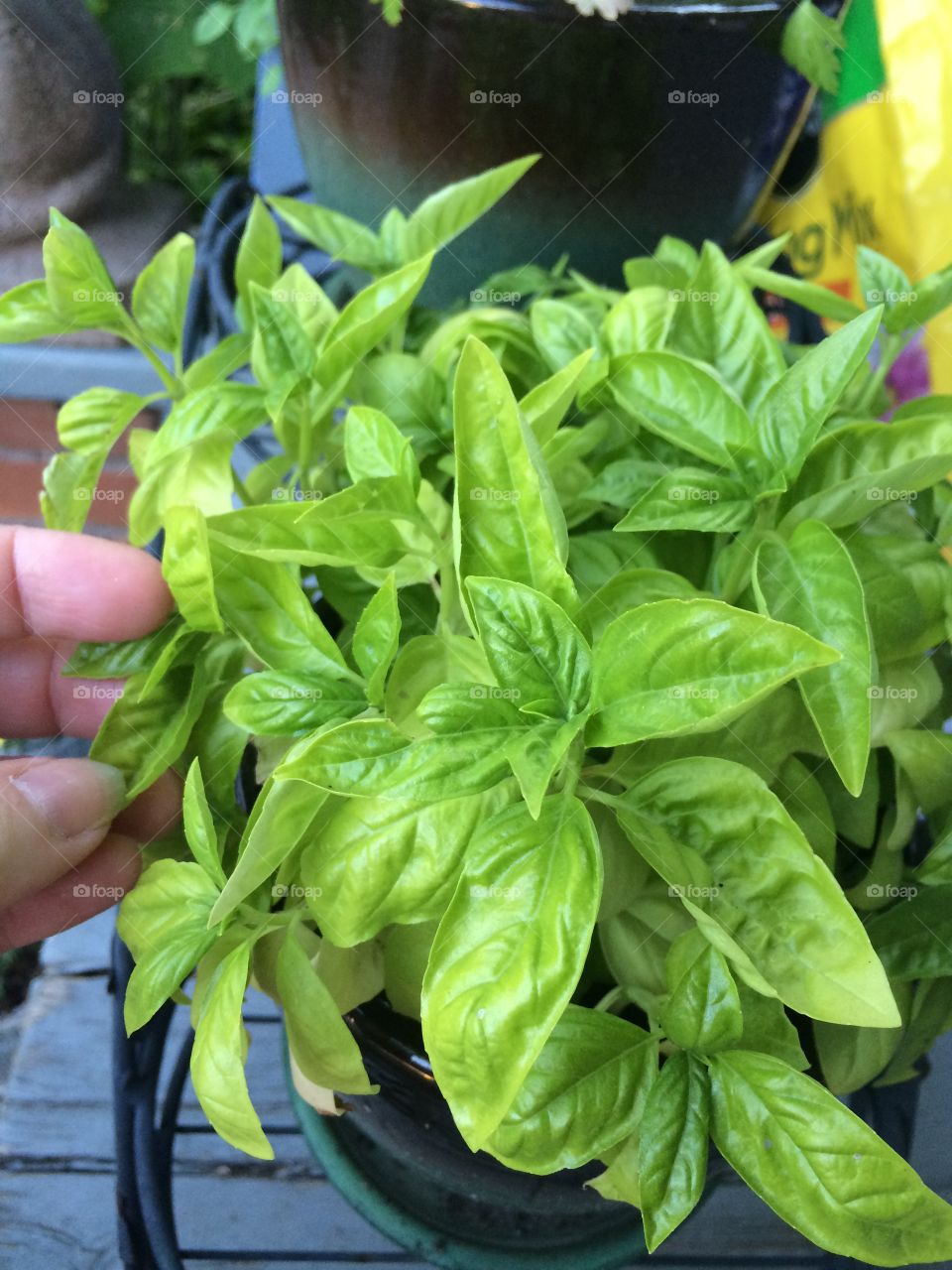 Basil plant, herbs 