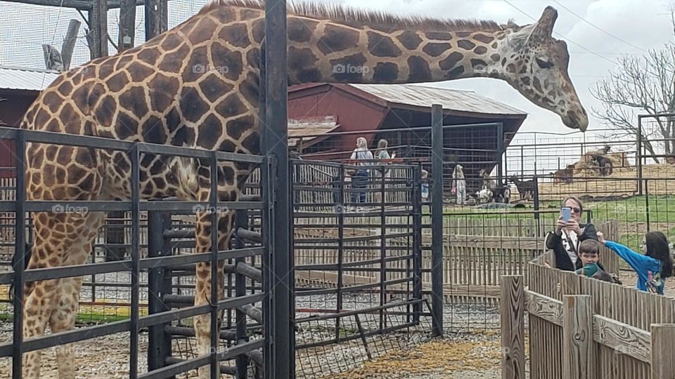 Giraffe almost reaches a feeding bucket.