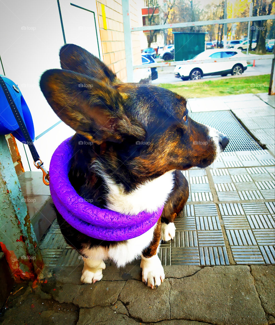 Funny dog.  A dog with long ears.