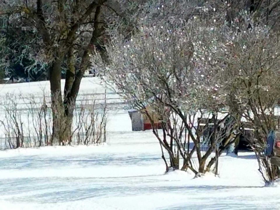 Ice on the trees