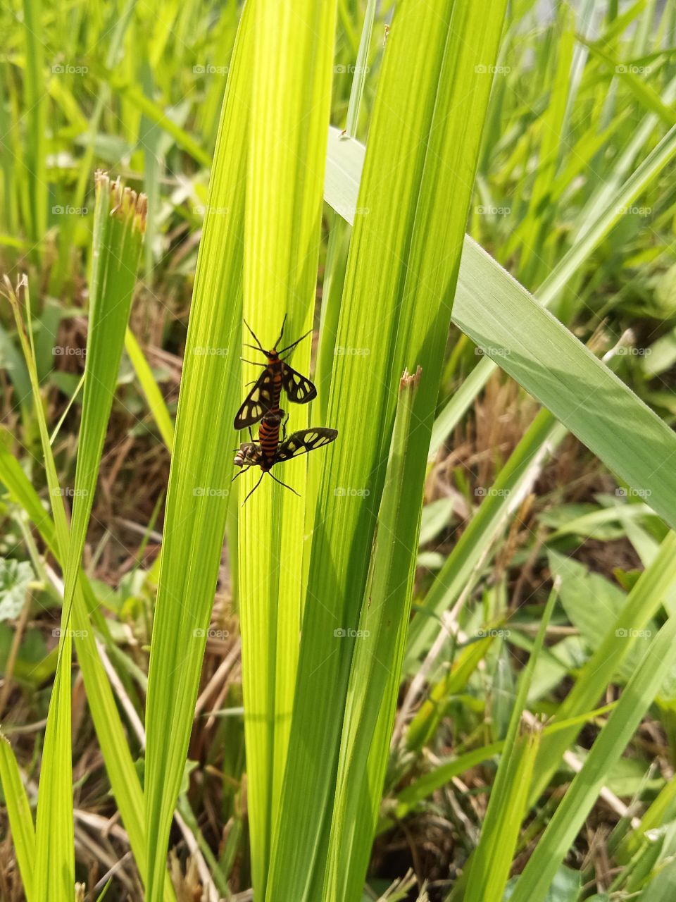 Two butterflys hiding behind the grass in the sun.