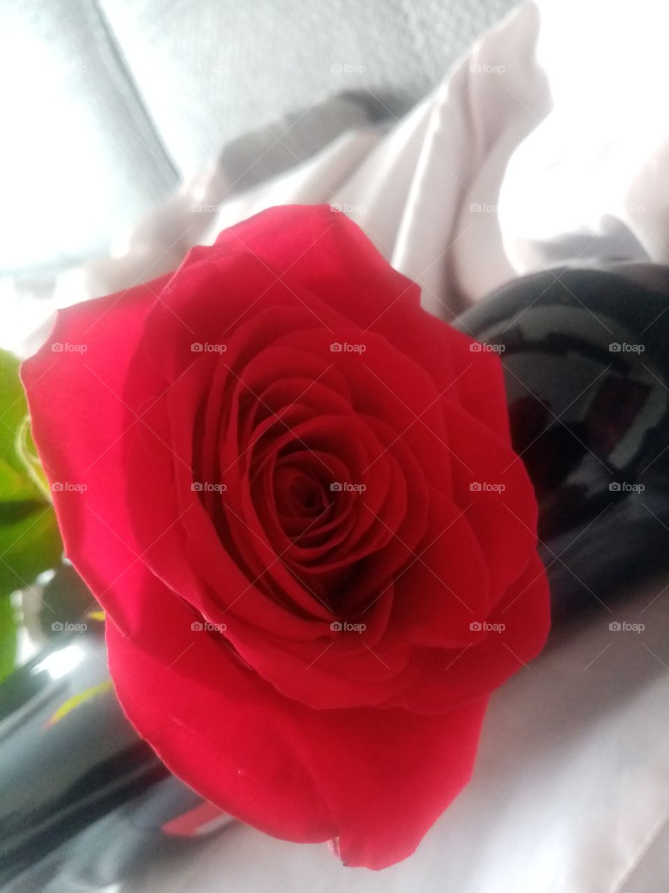 Rose from Love