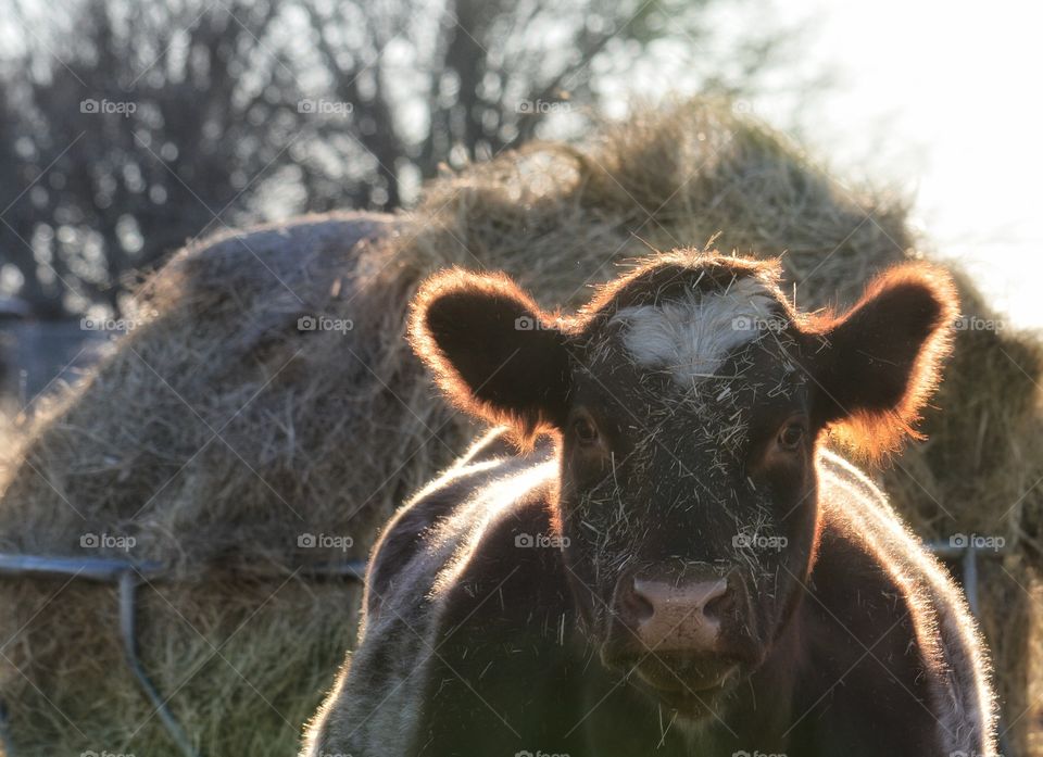 Portrait of a cow at sunset