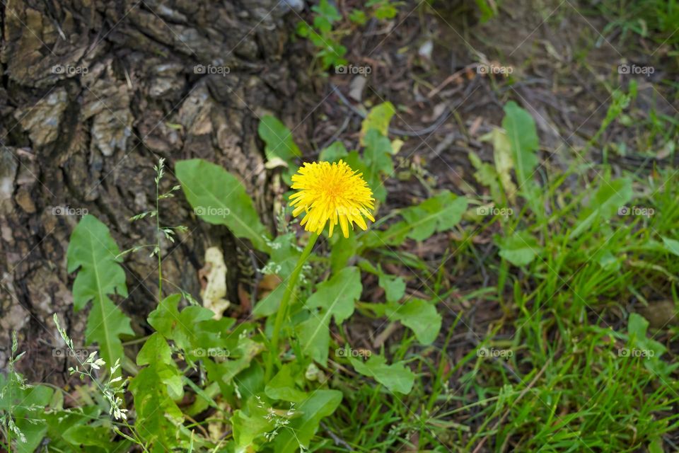 Urban nature: plants 