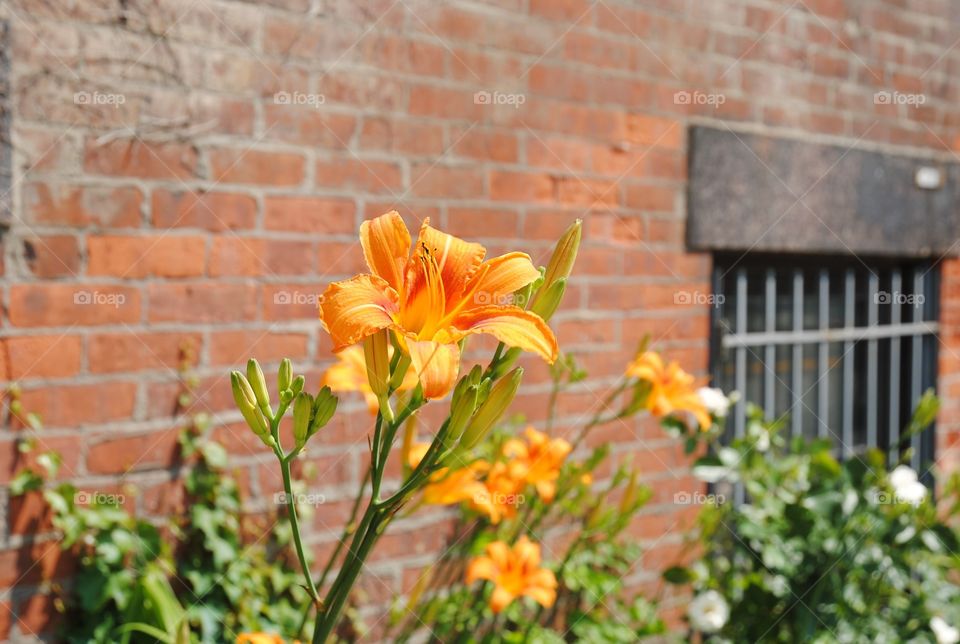 Orange flowering plants near the house
