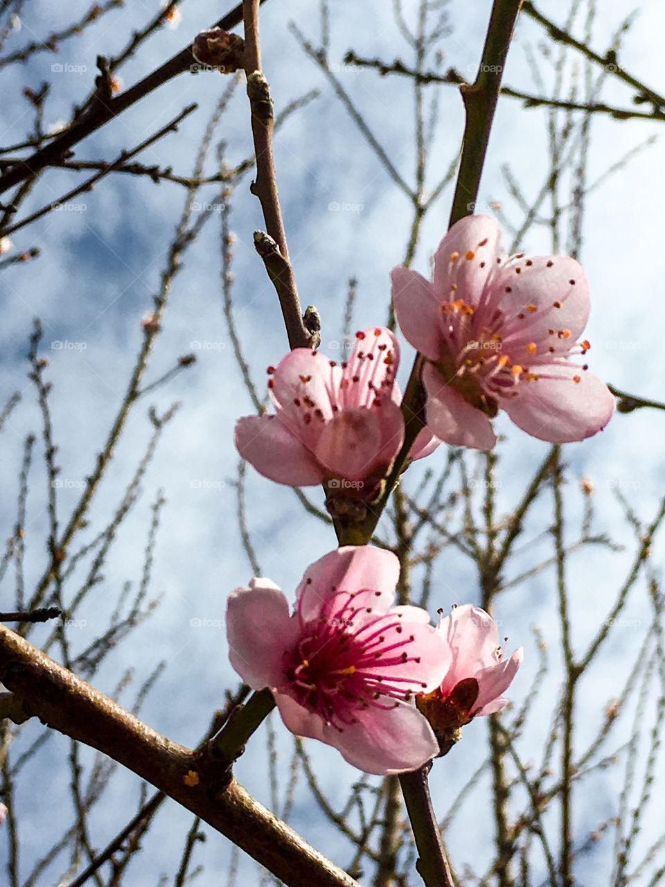 Nectarine blossom in spring