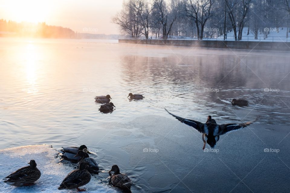 Ducks, cold weather