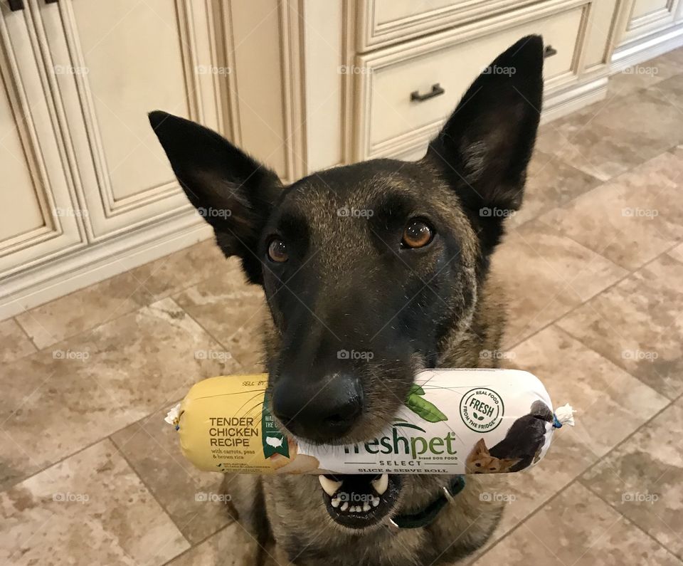 Freshpet Select meals are the healthy, natural and fresh choice for your dog and cat. Roasted chicken and vegetables. Will do tricks for Freshpet Select.