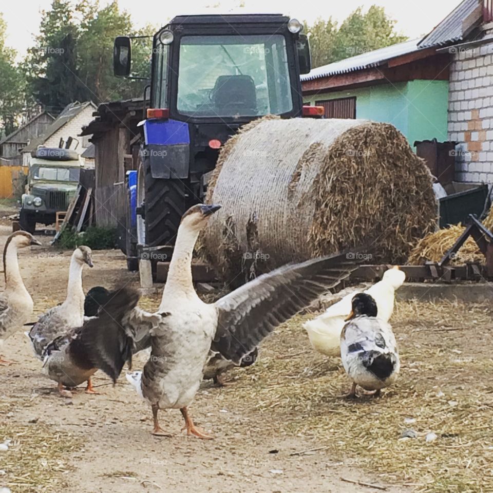 Village life. Goose is greeting newcomers
