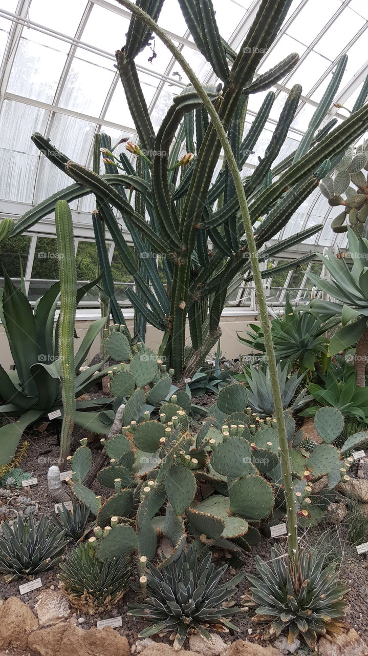 cactus