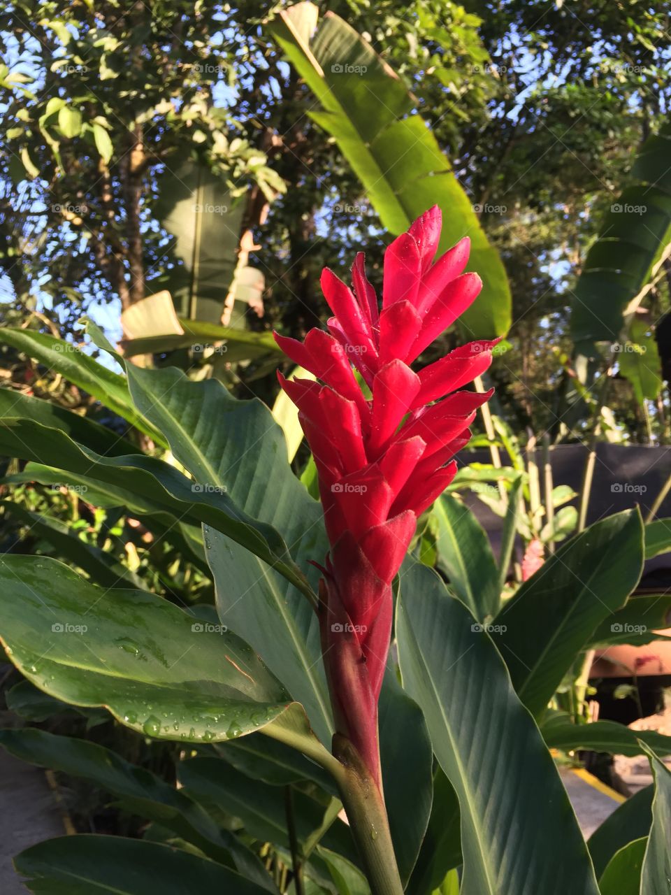 Flower blooming in garden