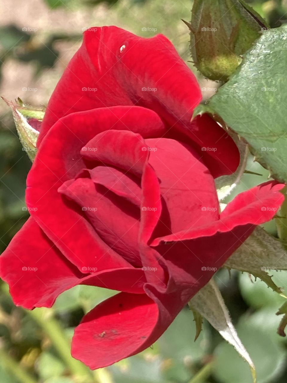 Desabrochar da rosa vermelha com fundo formado por botão e folhas naturais da roseira. Jardim com a mais bela rosa.