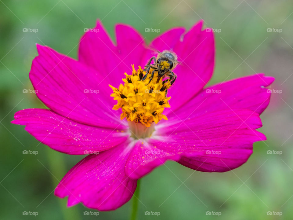Bee sucking nectar cover with pollen