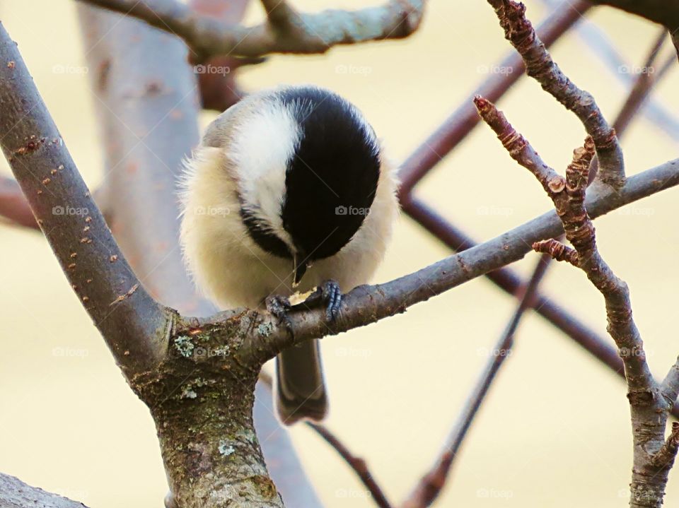 Chickadee breaks seed