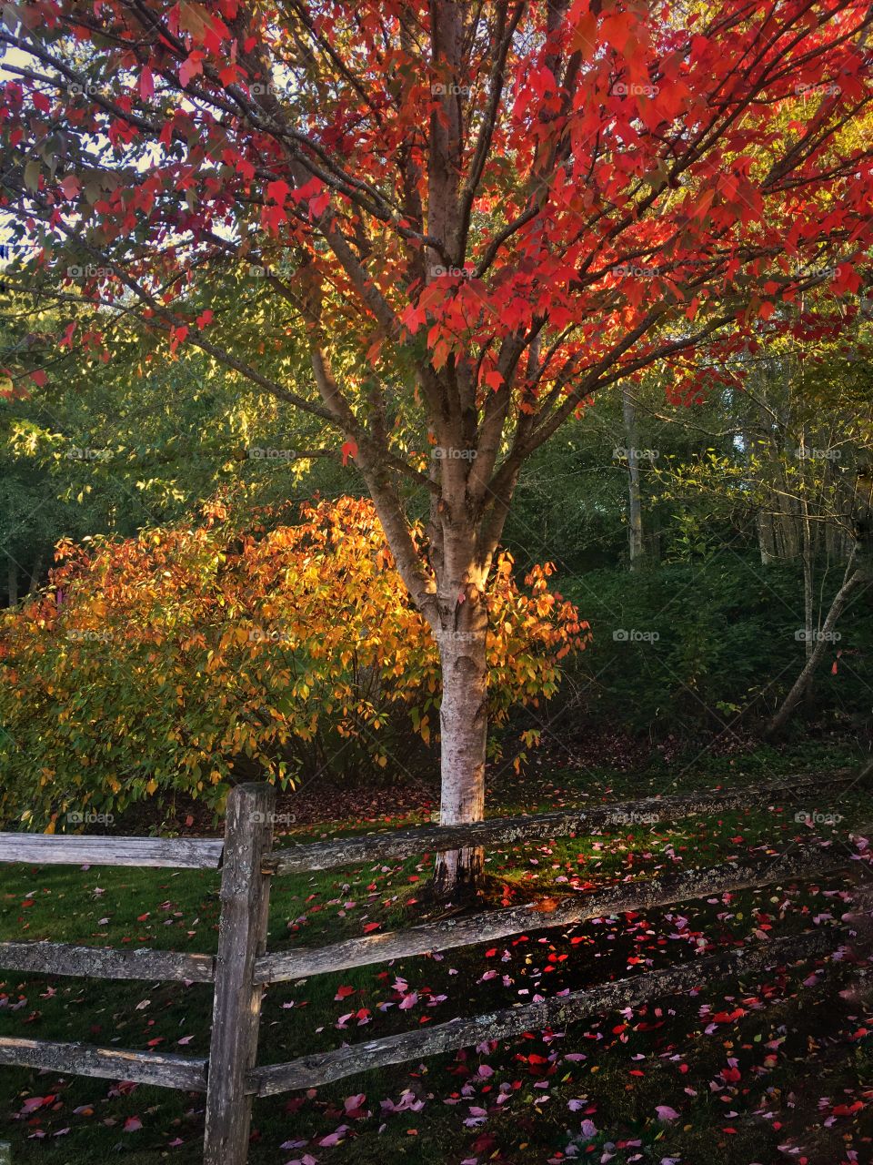 Fall Color