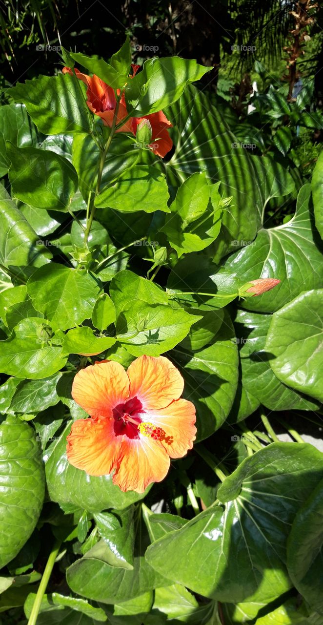 flower in Pestana palace