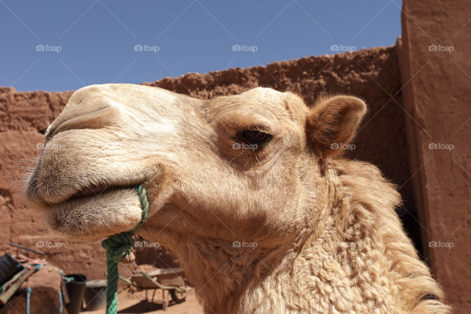 Camel close up of face