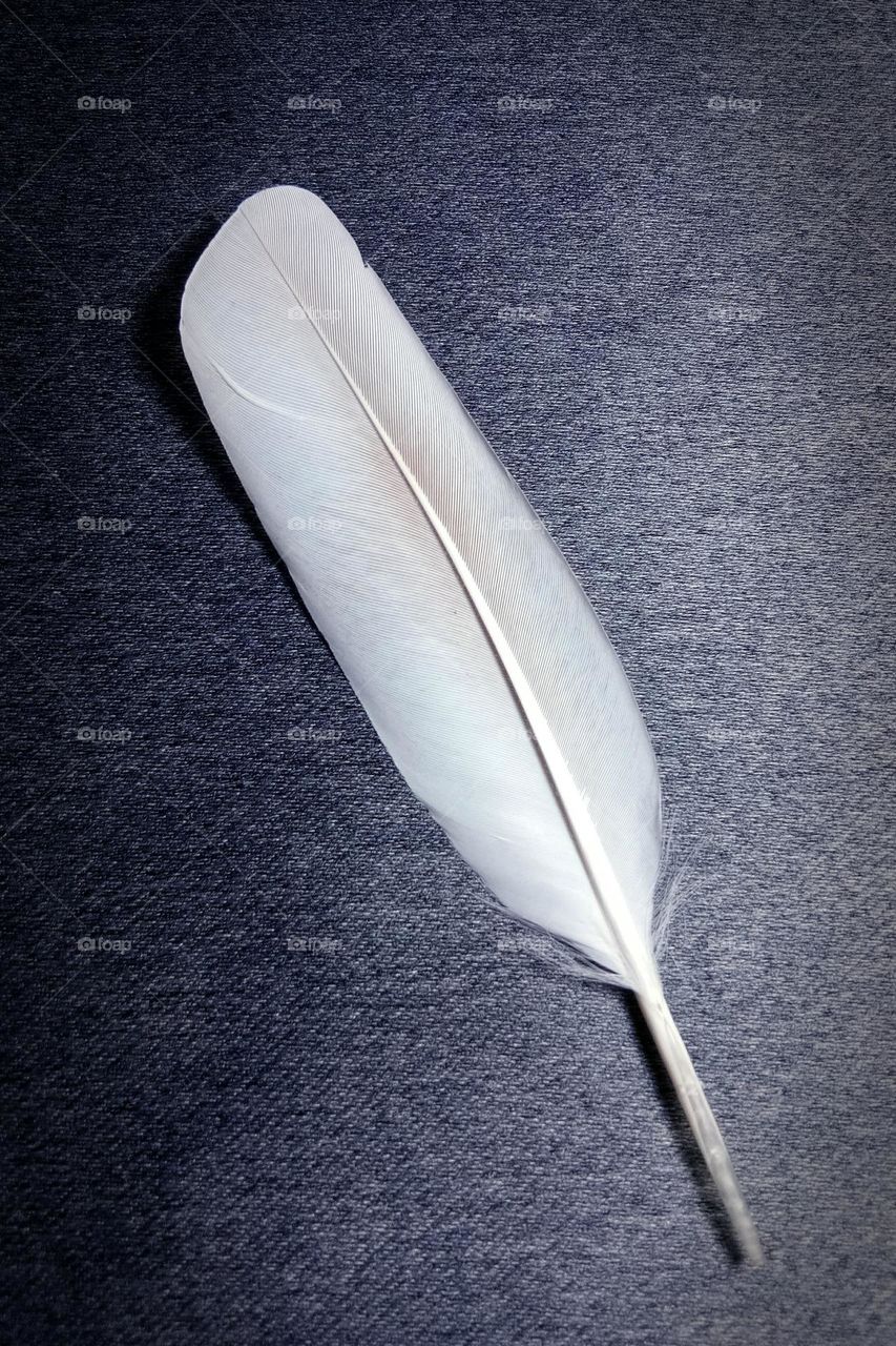 Feather