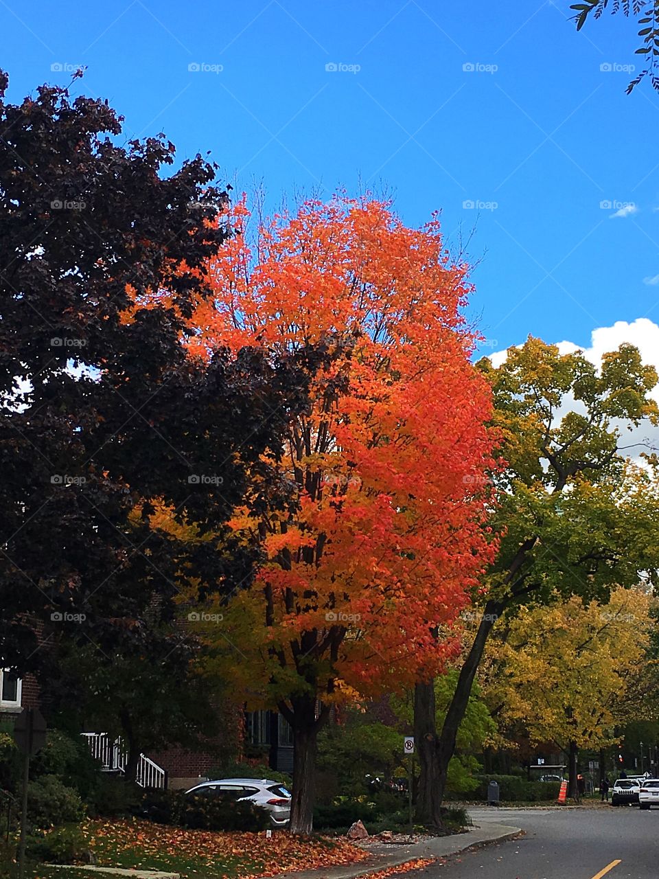 Beautiful colourful autumn trees in the city 