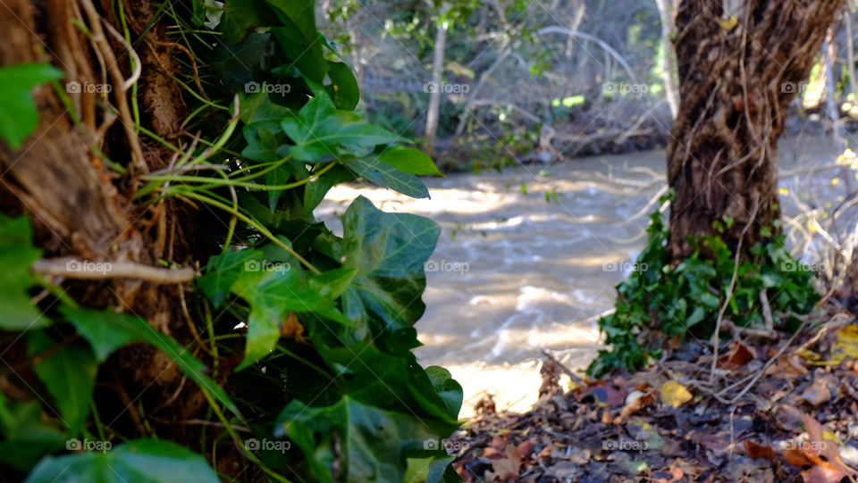 Vine wrapped around tree trunk, river in background