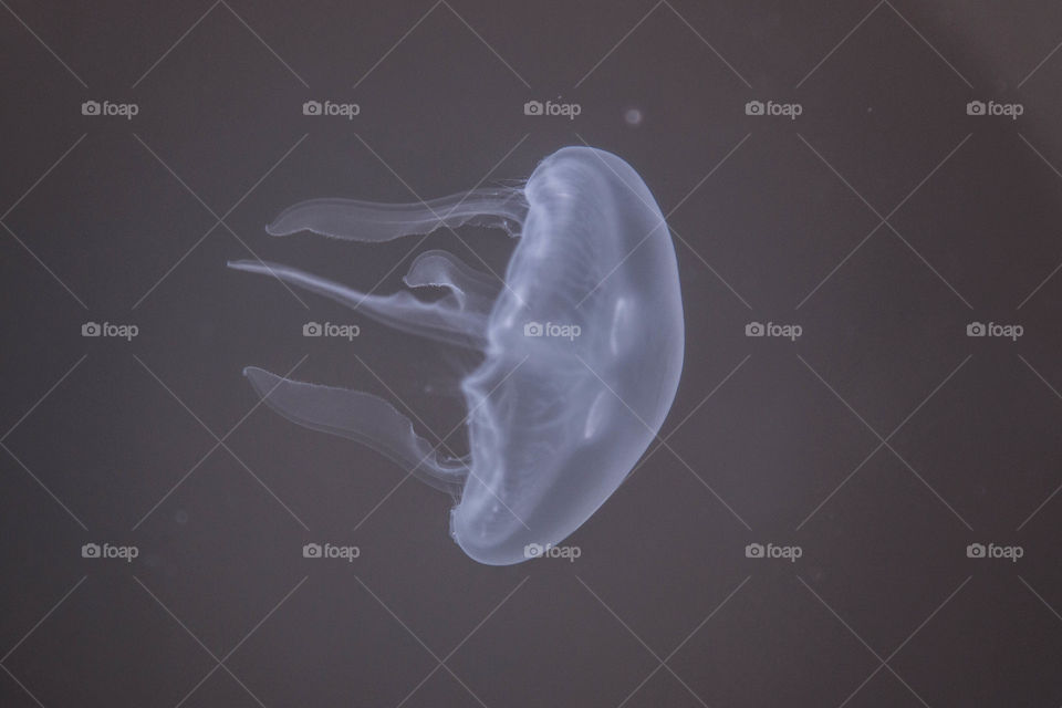 moon jellyfish 