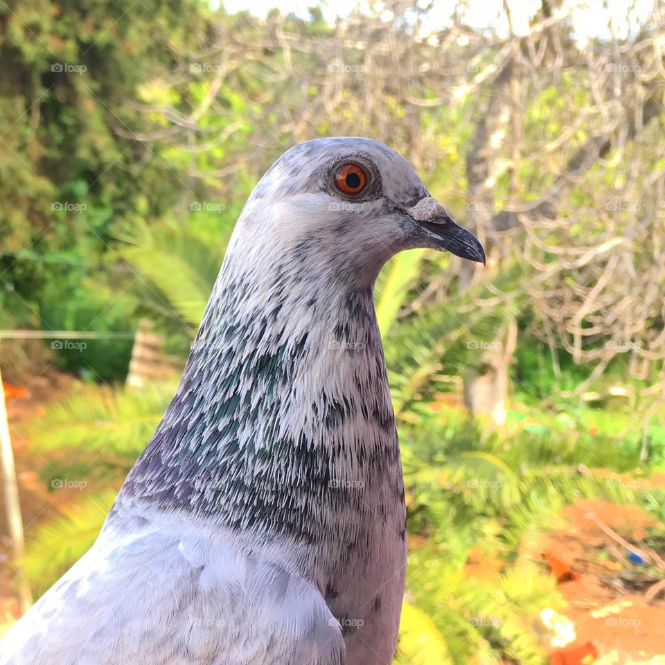 Pigeon closeup 