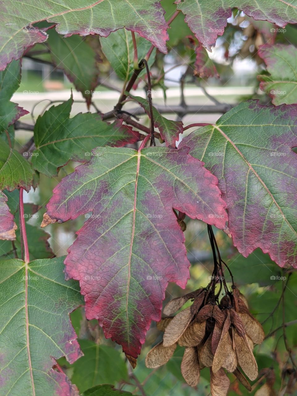 Maple tree leaves in the fall
