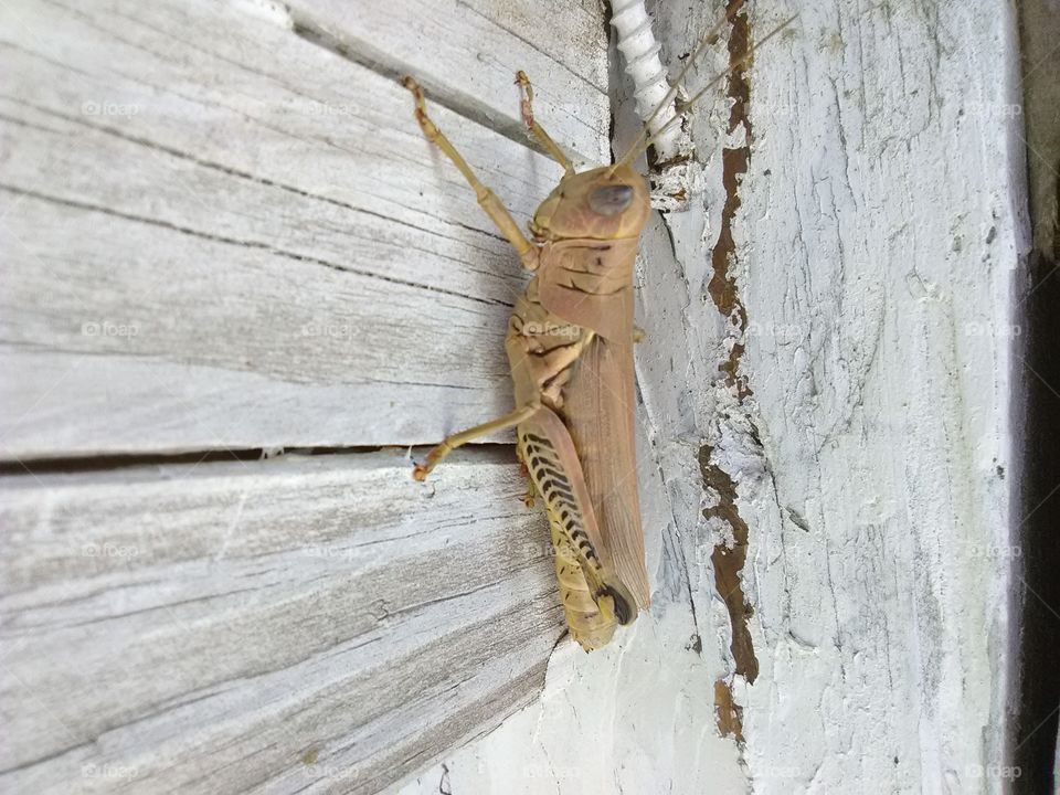 Peace Grasshopper