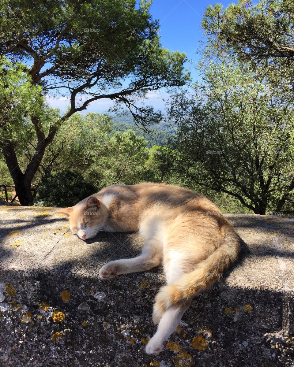 Sleeping cat mallorca