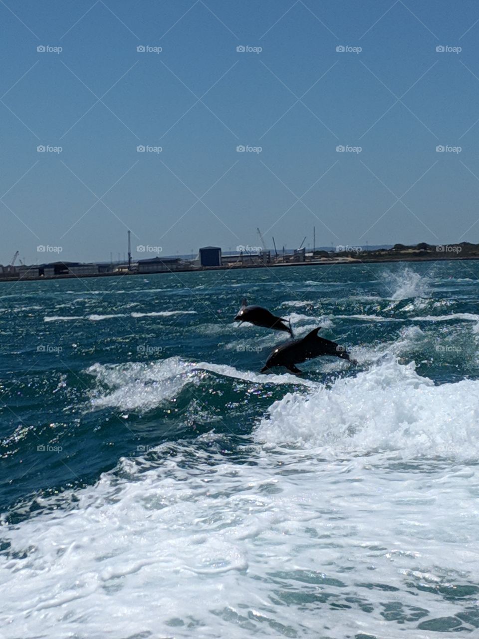 jumping dolphins Western Australia