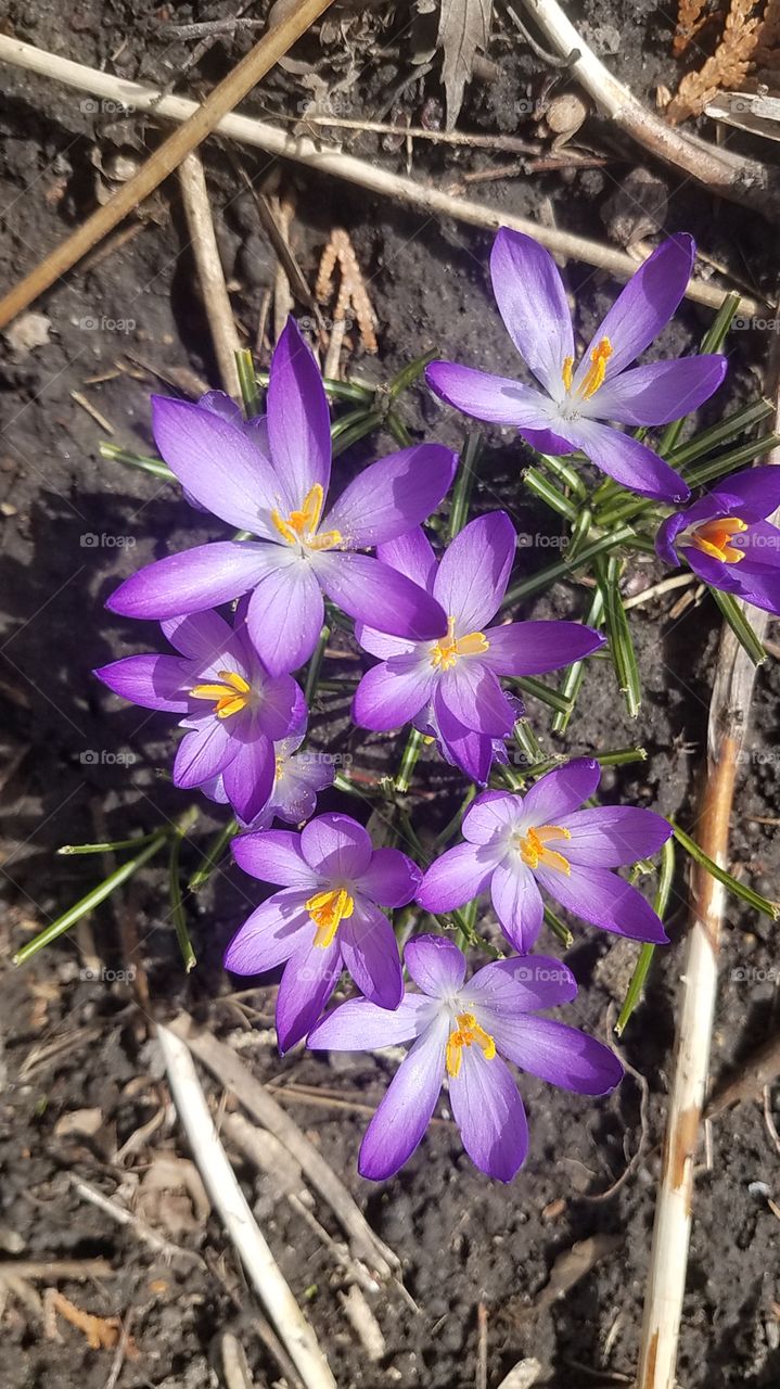Crocus