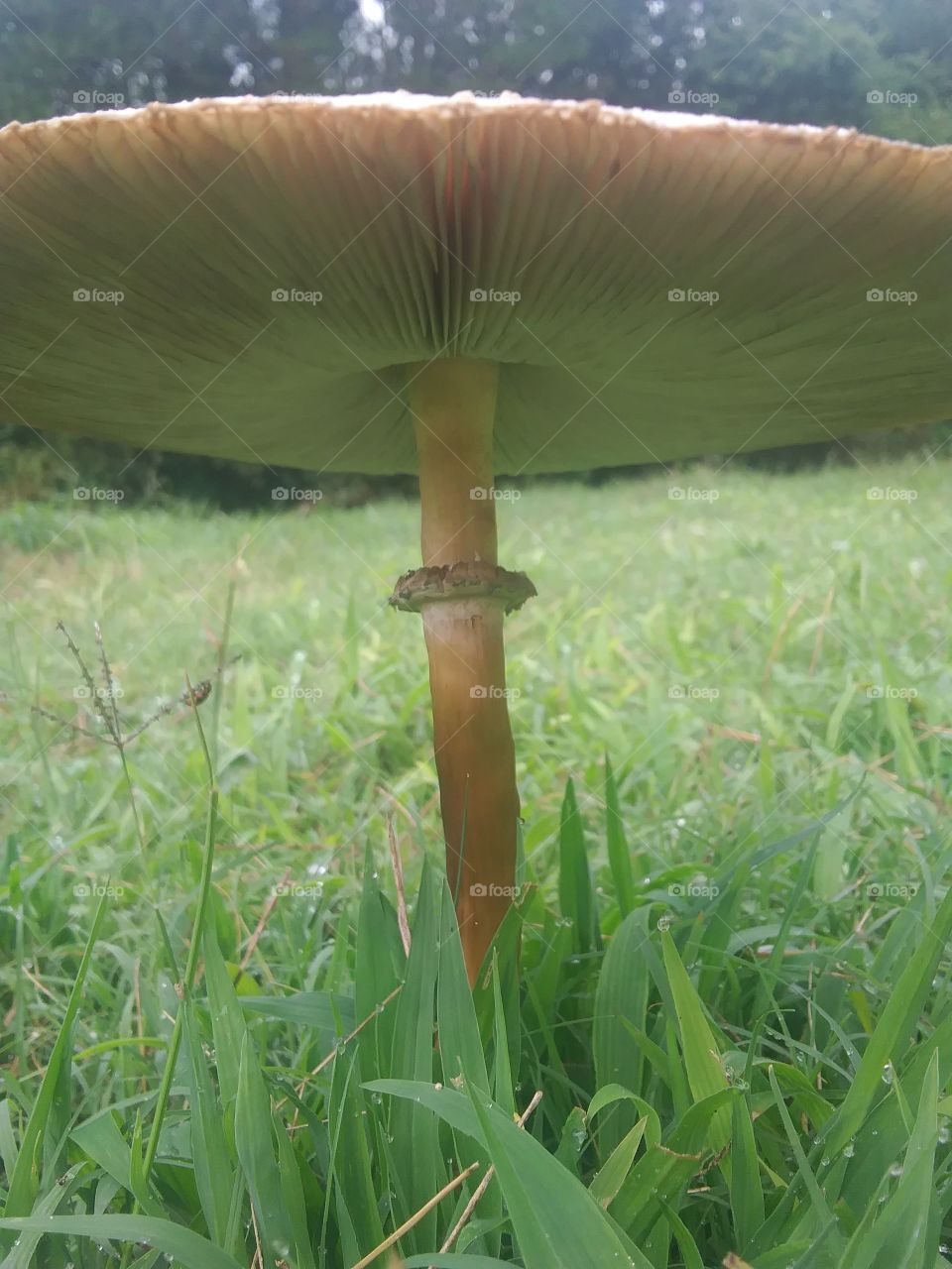 mushroom in full bloom