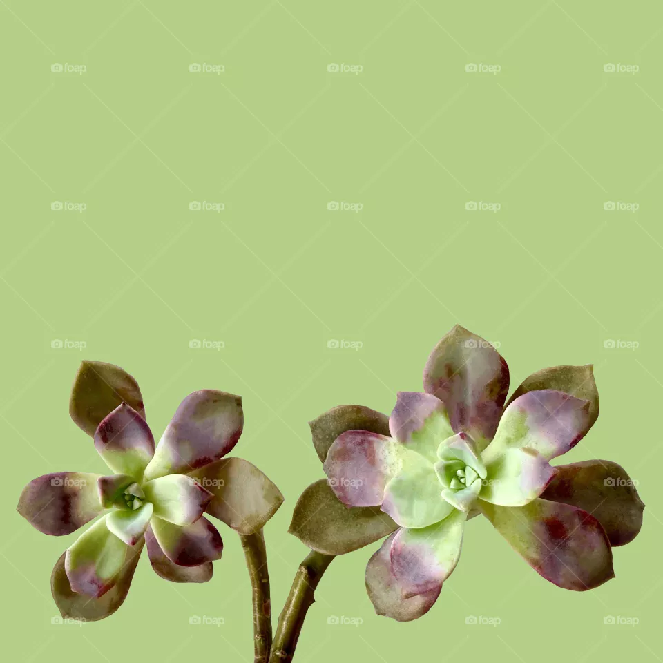 Backgrounds, copy space, succulent Graptopetalum against background 