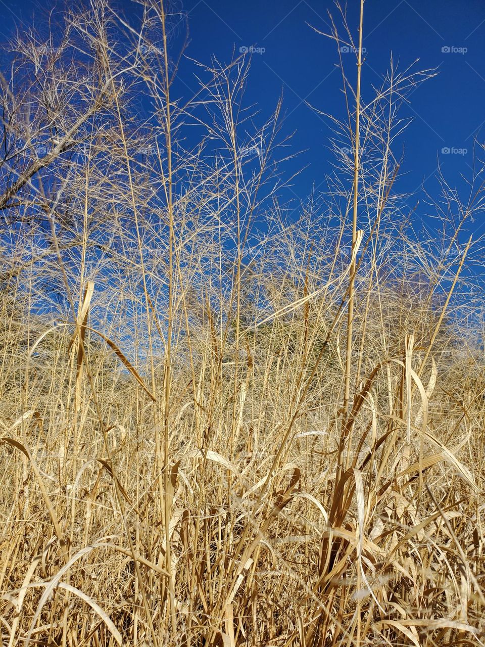 Dry Straw Against a Blue Sky