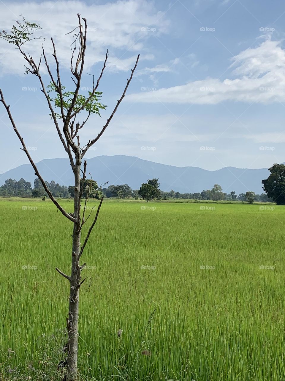 Best of 2021 : Nature, My garden (Thailand)